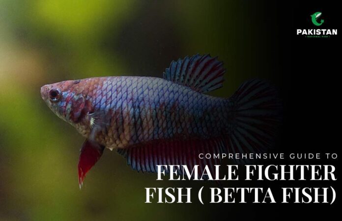 Comprehensive-Guide-to-Female-Fighter-Fish-(-Betta-Fish)