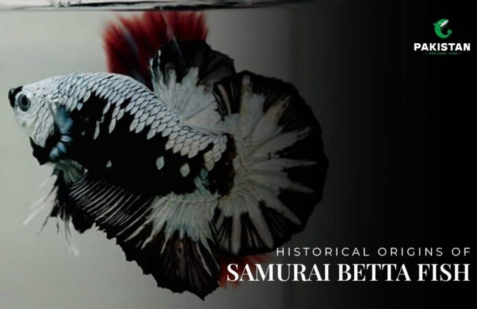 samurai betta fish