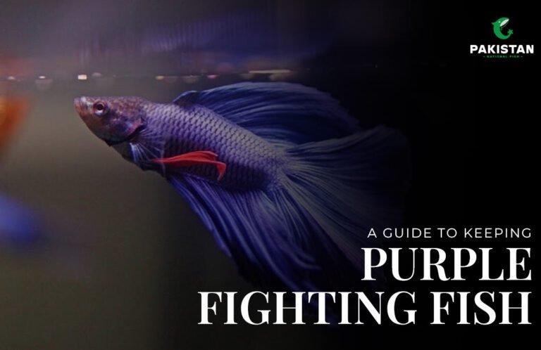 purple betta fish