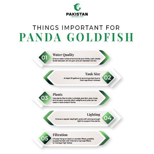 THINGS-IMPORTANT-FOR-PANDA-GOLDFISH