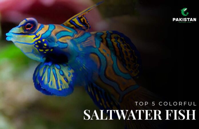 colorful saltwater fish