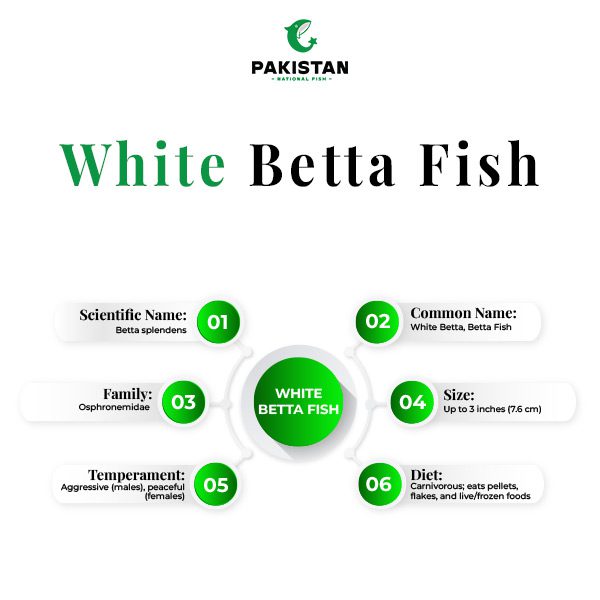 White-Betta-Fish