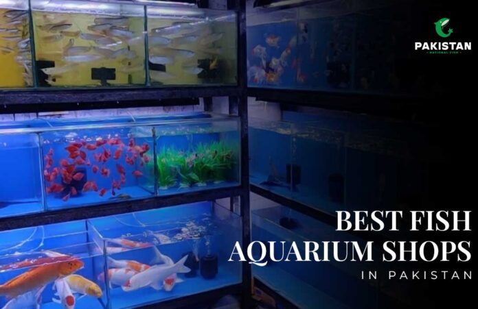 best-fish-aquarium-shops-in-pakistan