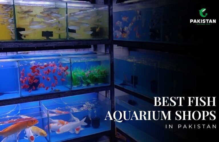Best Fish Aquarium Shops In Pakistan