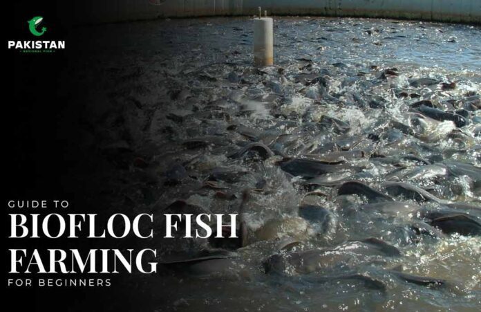 biofloc fish farming