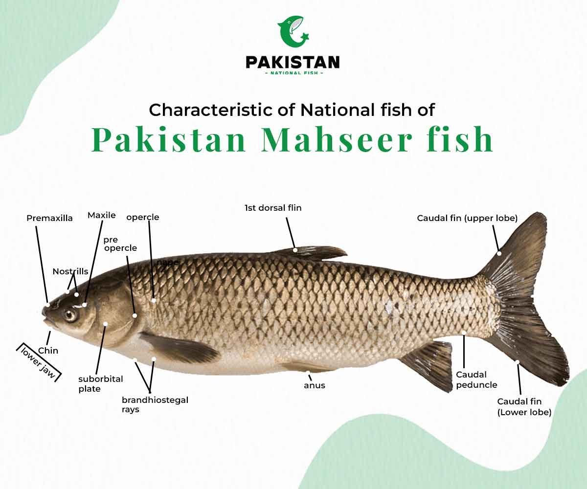 characteristics of mahseer fish characteristics of mahseer fish