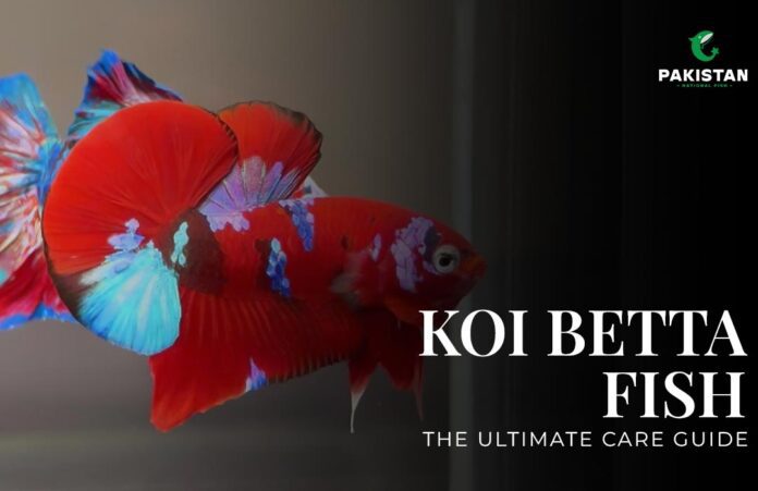 koi-betta-fish