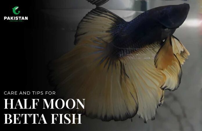 CARE AND TIPS FOR HALF MOON BETTA FISH