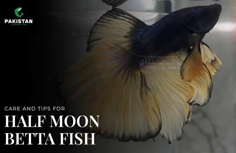 Care And Tips For Half Moon Betta Fish
