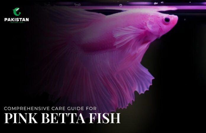 Comprehensive care guide for pink betta fish