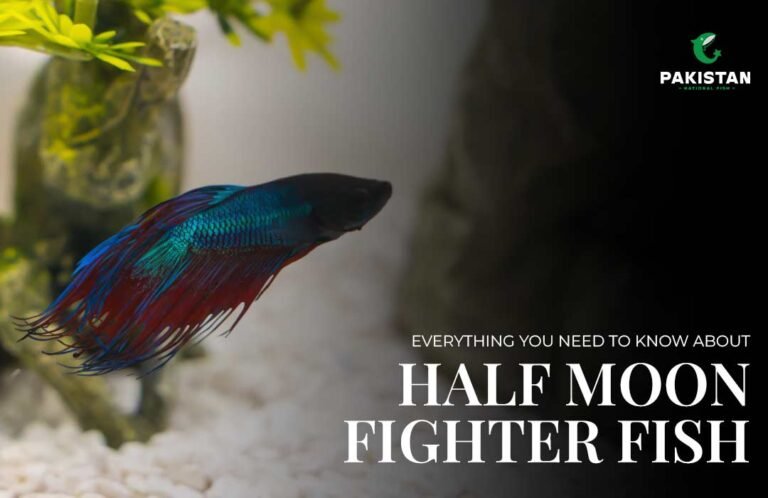 Half Moon Fighter Fish