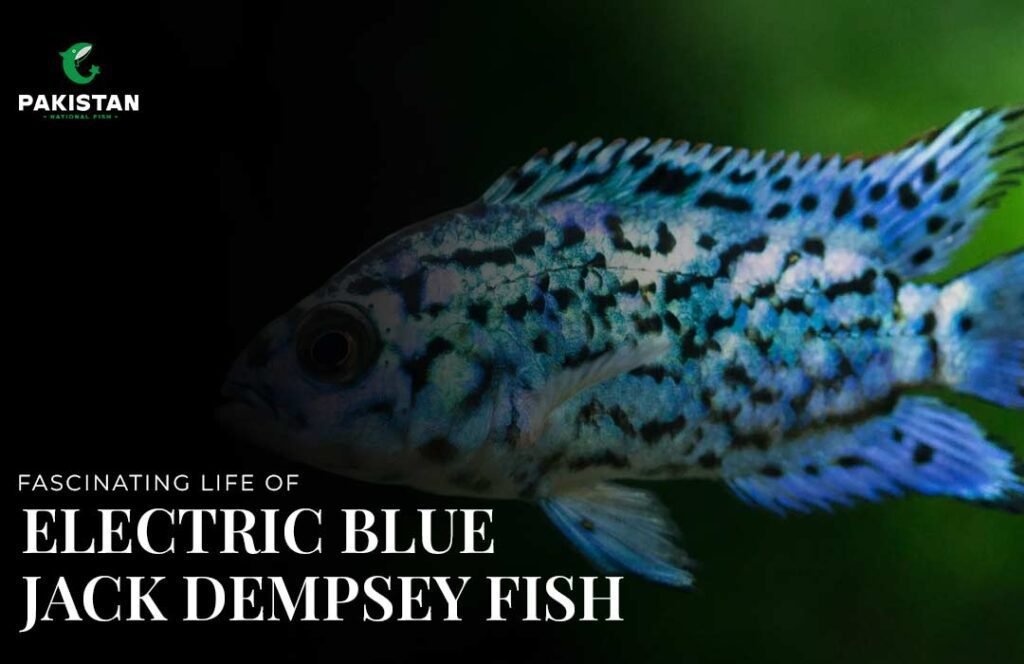 Fascinating Life of Electric Blue Jack Dempsey Fish