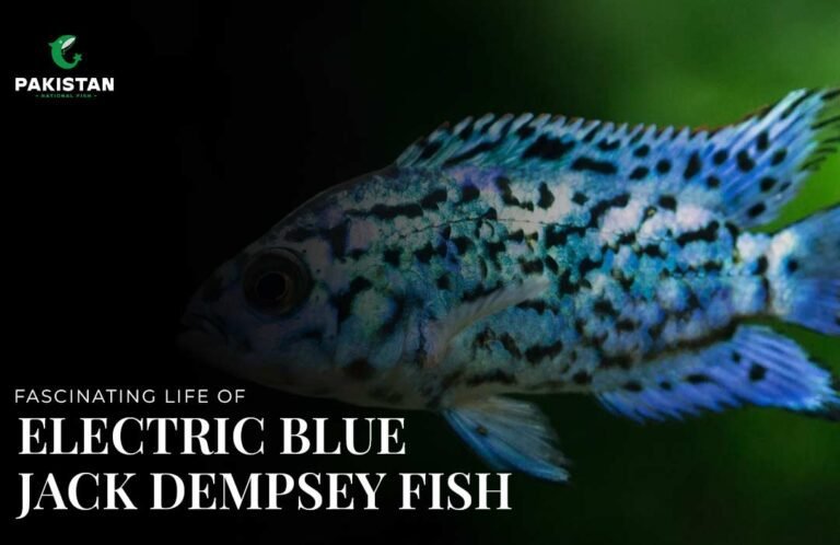 Electric Blue Jack Dempsey Fish