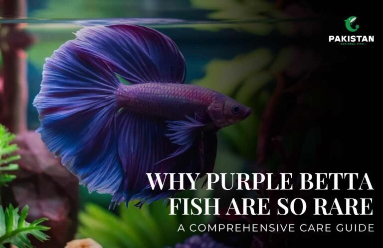 Purple Betta Fish