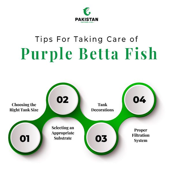 Tips For Taking Care of Purple Betta Fish