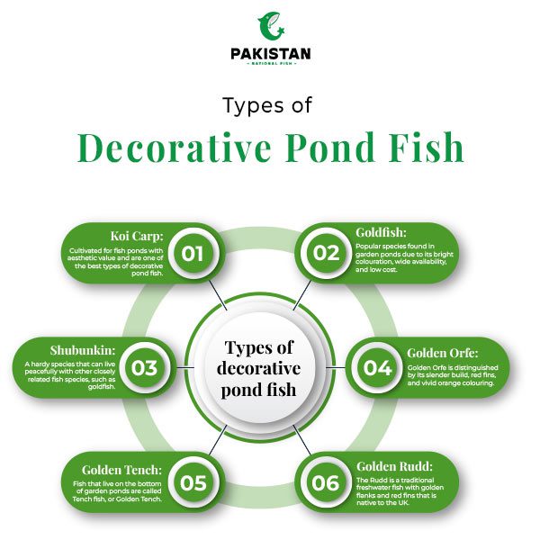 Types-of-decorative-pond-fish