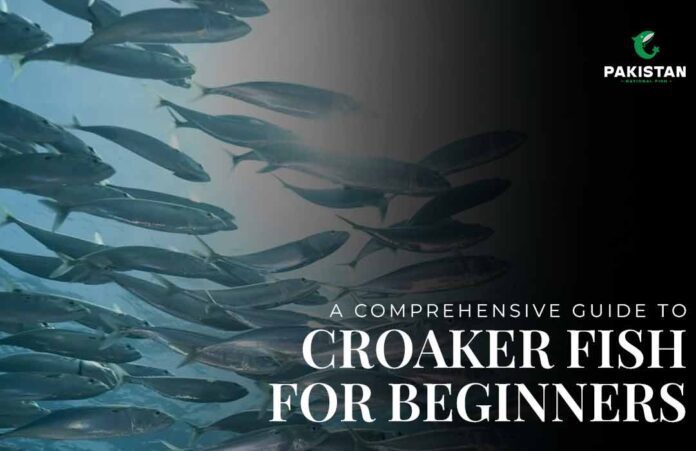 Croaker Fish