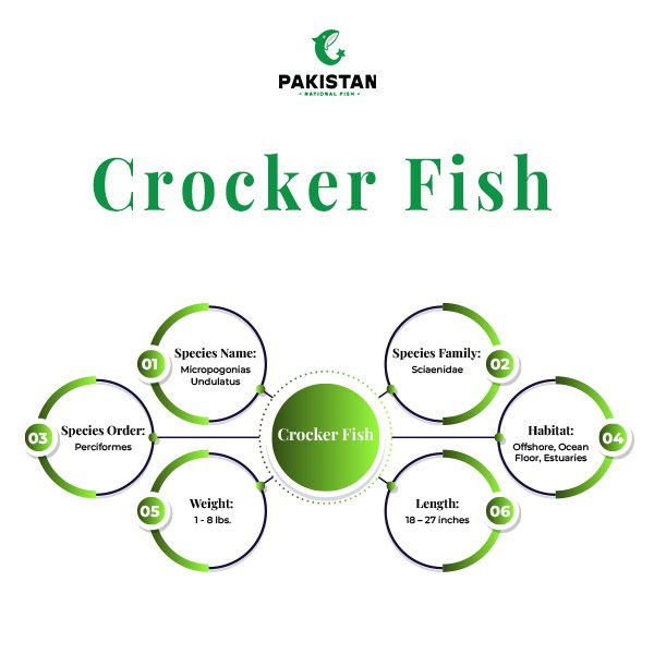 Croaker Fish