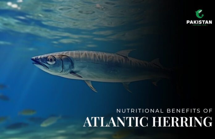 Atlantic Herring