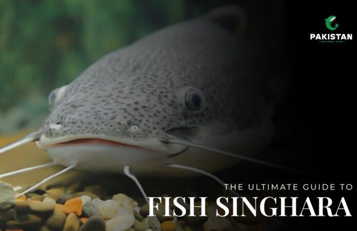 singhara fish