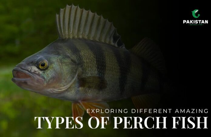 white perch