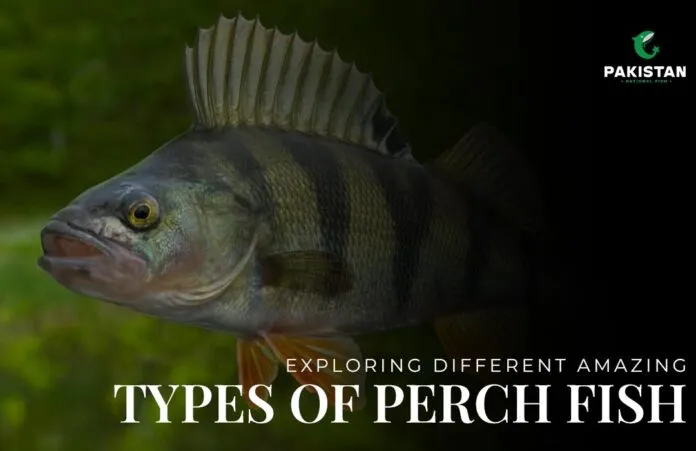 Perch Fish - Pakistan National Fish
