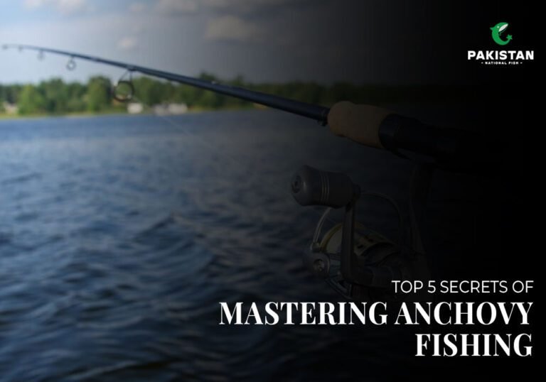 Anchovy Fishing