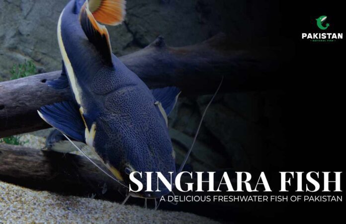 Singhara Fish