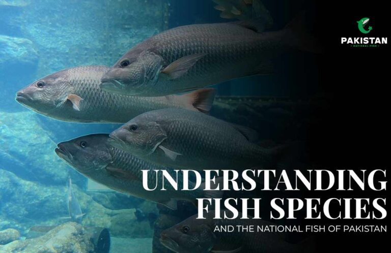 Understanding Fish Species and National Fish of Pakistan