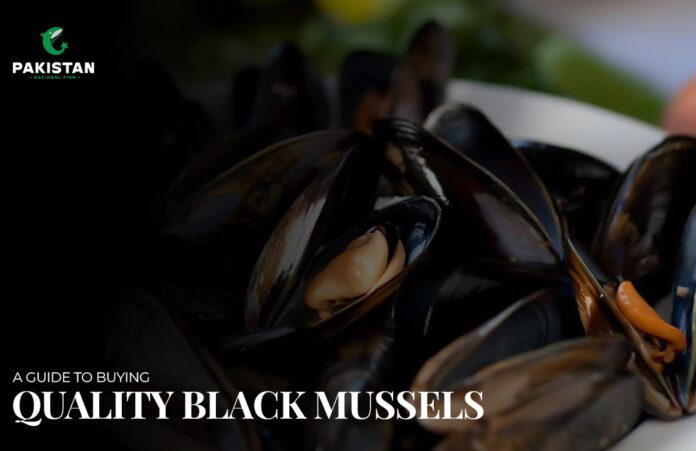 Black Mussels