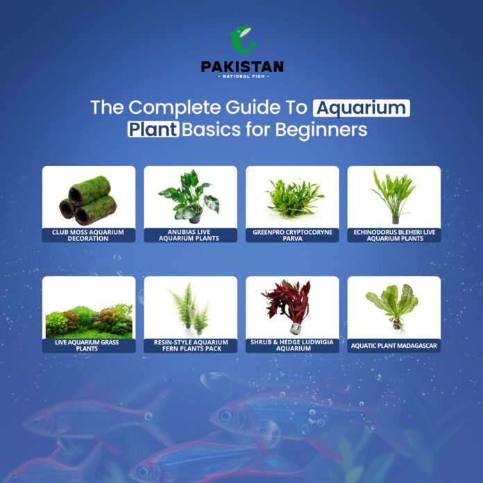 Aquarium Plants