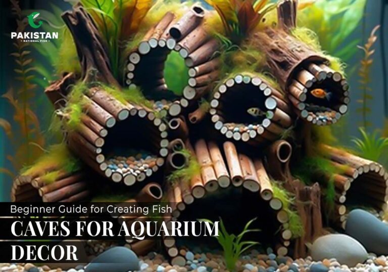 Beginner Guide for Creating Fish Caves for Aquarium Decor