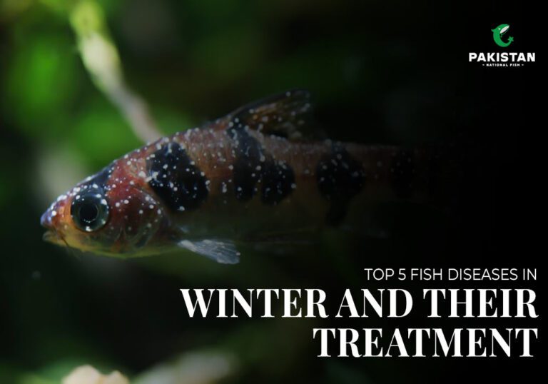 Top 5 Fish Diseases in winter and Their Treatment