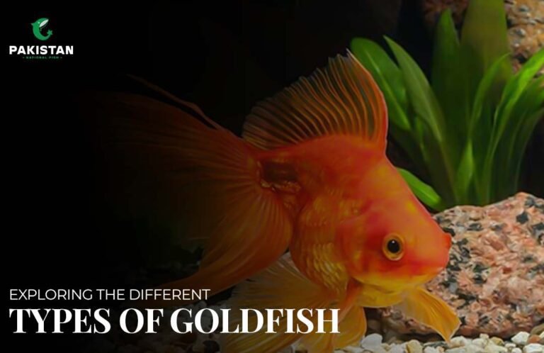 Types of Goldfish