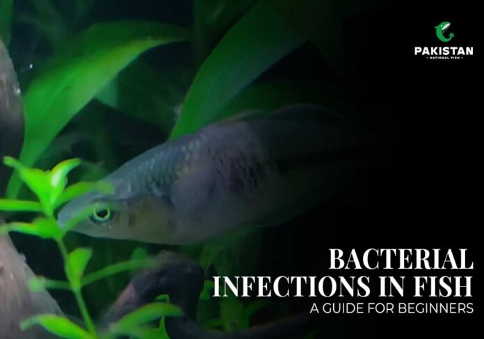 Bacterial Infections In Fish