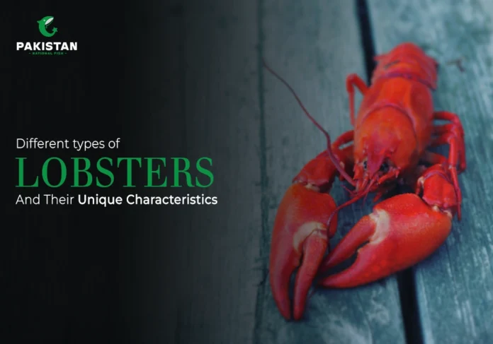 Types of lobsters