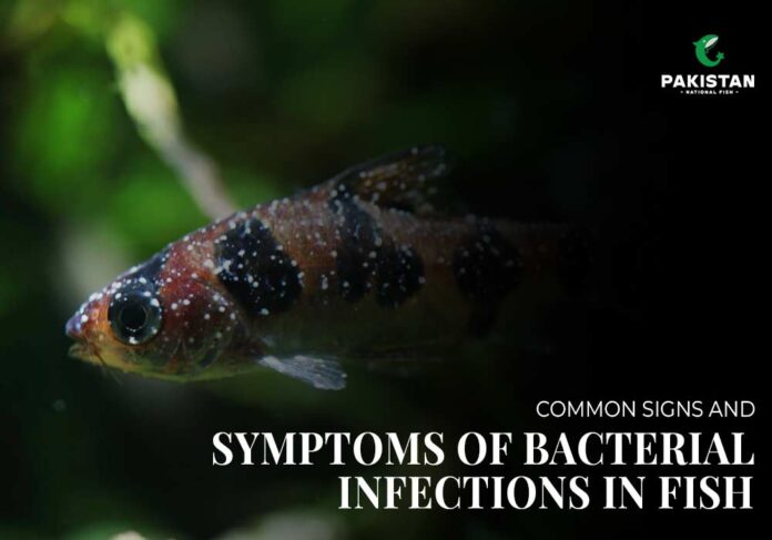 bacterial infection in fish​