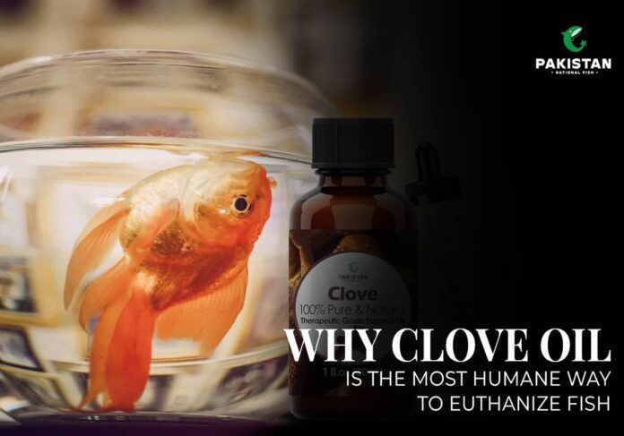 how to euthanize a fish