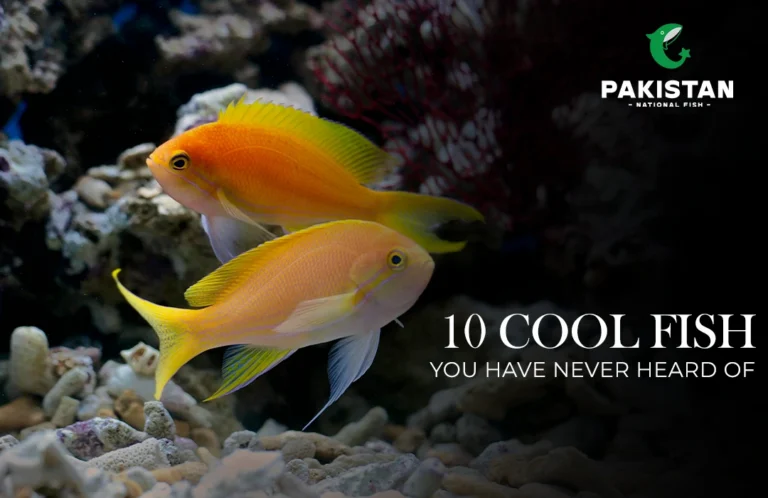 10 Cool Fish You’ve Never Heard Of