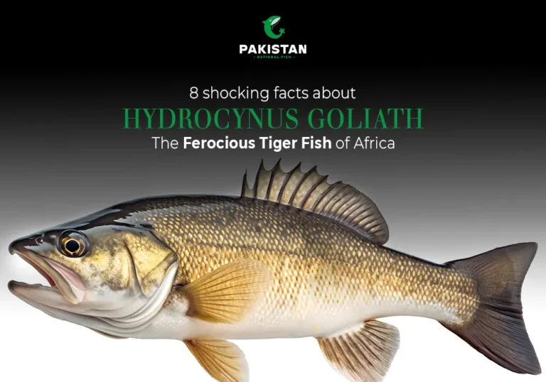 Goliath Tiger Fish Hydrocynus