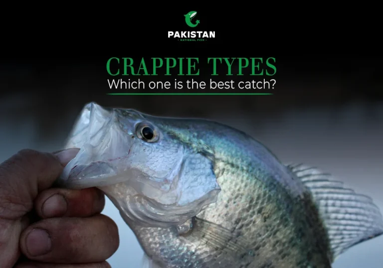 bass crappie