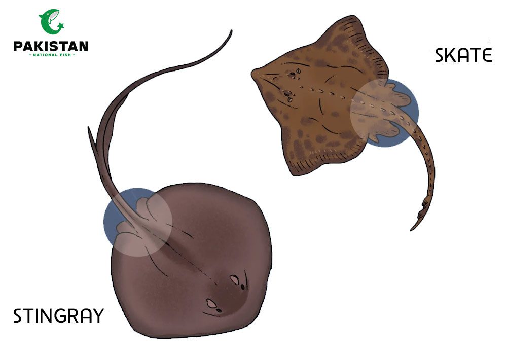 Skates vs Stingrays