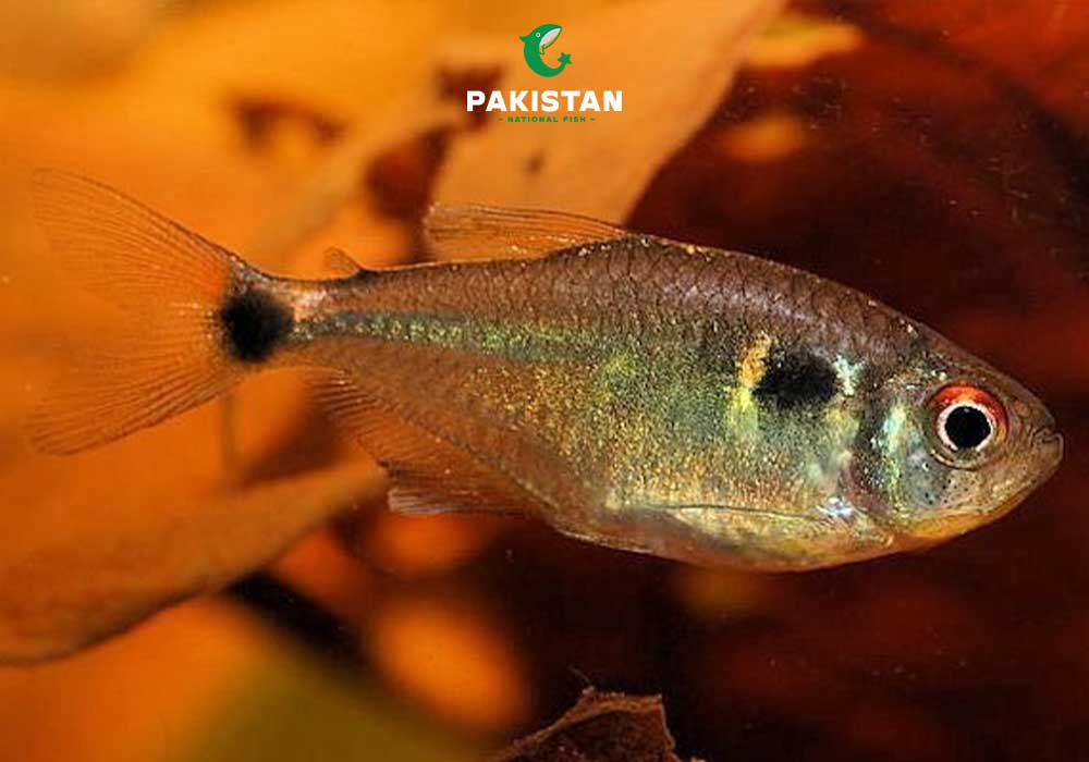 Beacon Fish