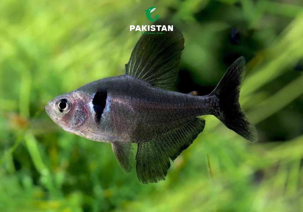 Black Phantom Tetra