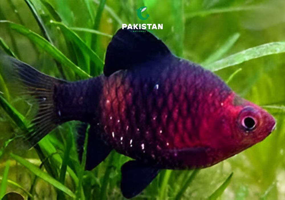 Black Ruby Barb
