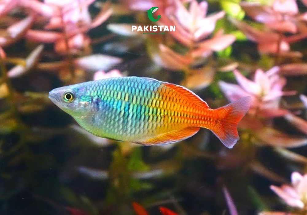 Boesemani Rainbowfish