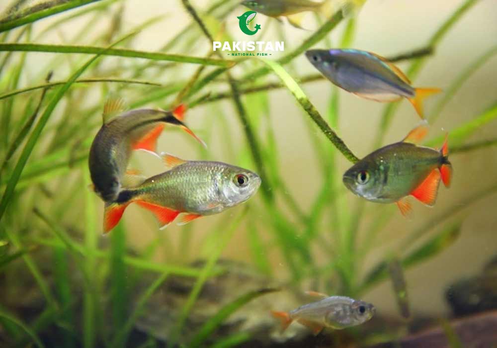 Buenos Aires Tetra
