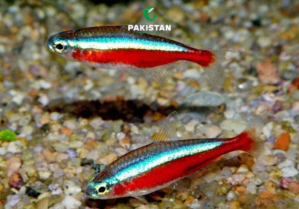 Cardinal Tetra