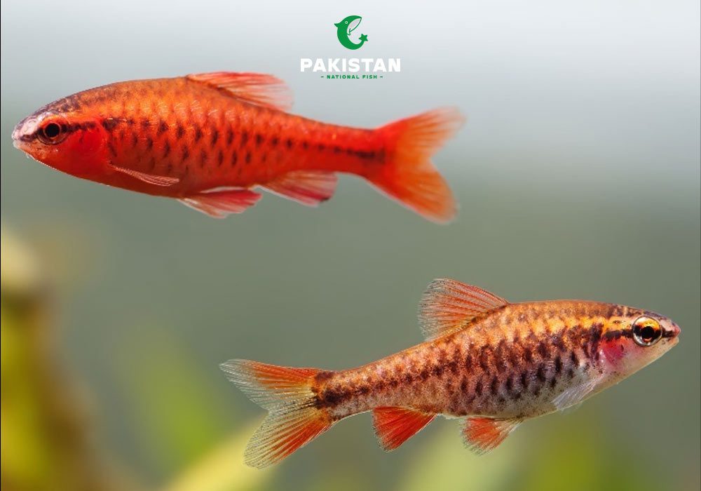 Cherry Barb
