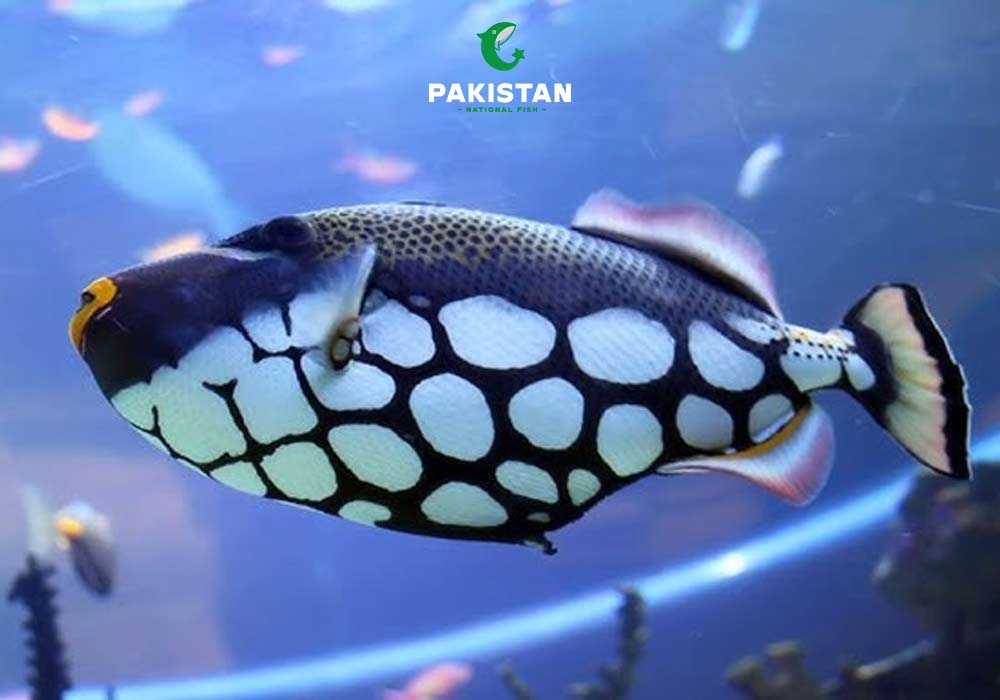 Clown Triggerfish